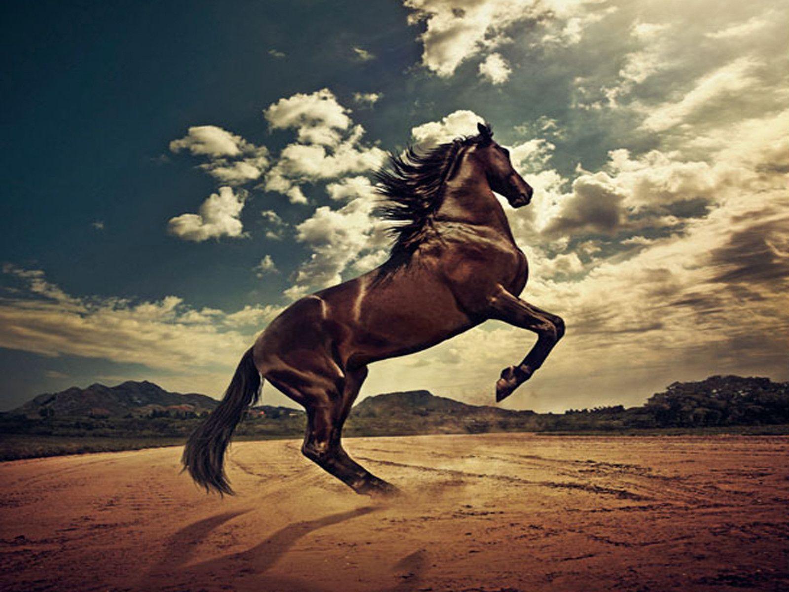 Horse Wallpapers