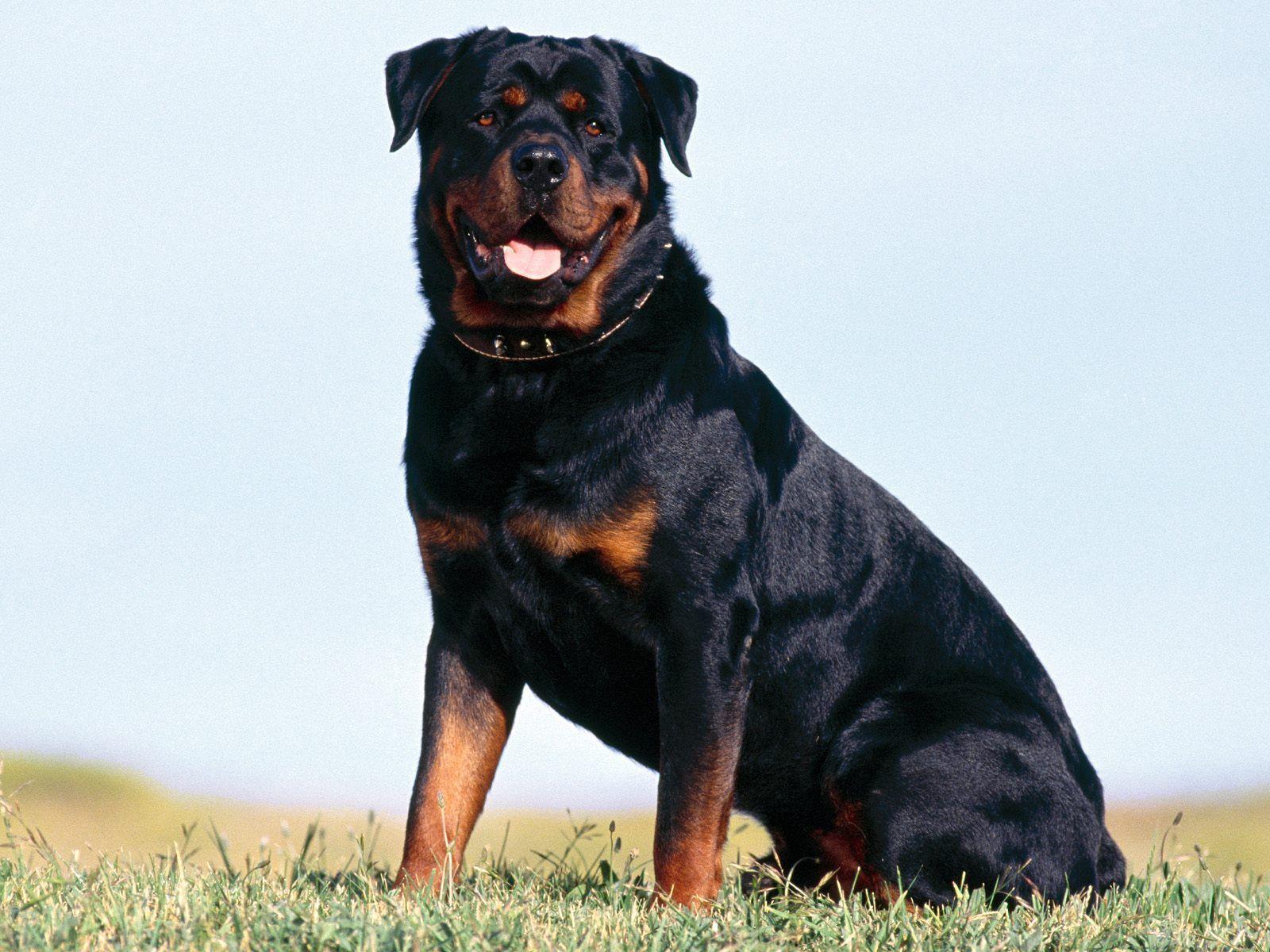 Rottweiler Dog