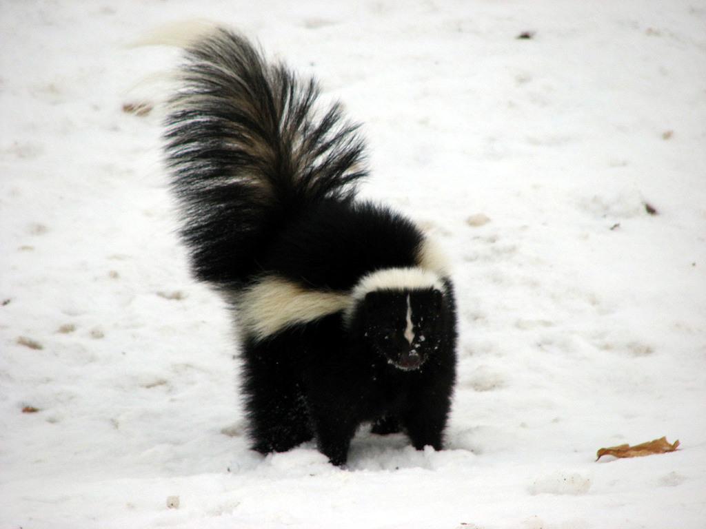 Skunks and Stink