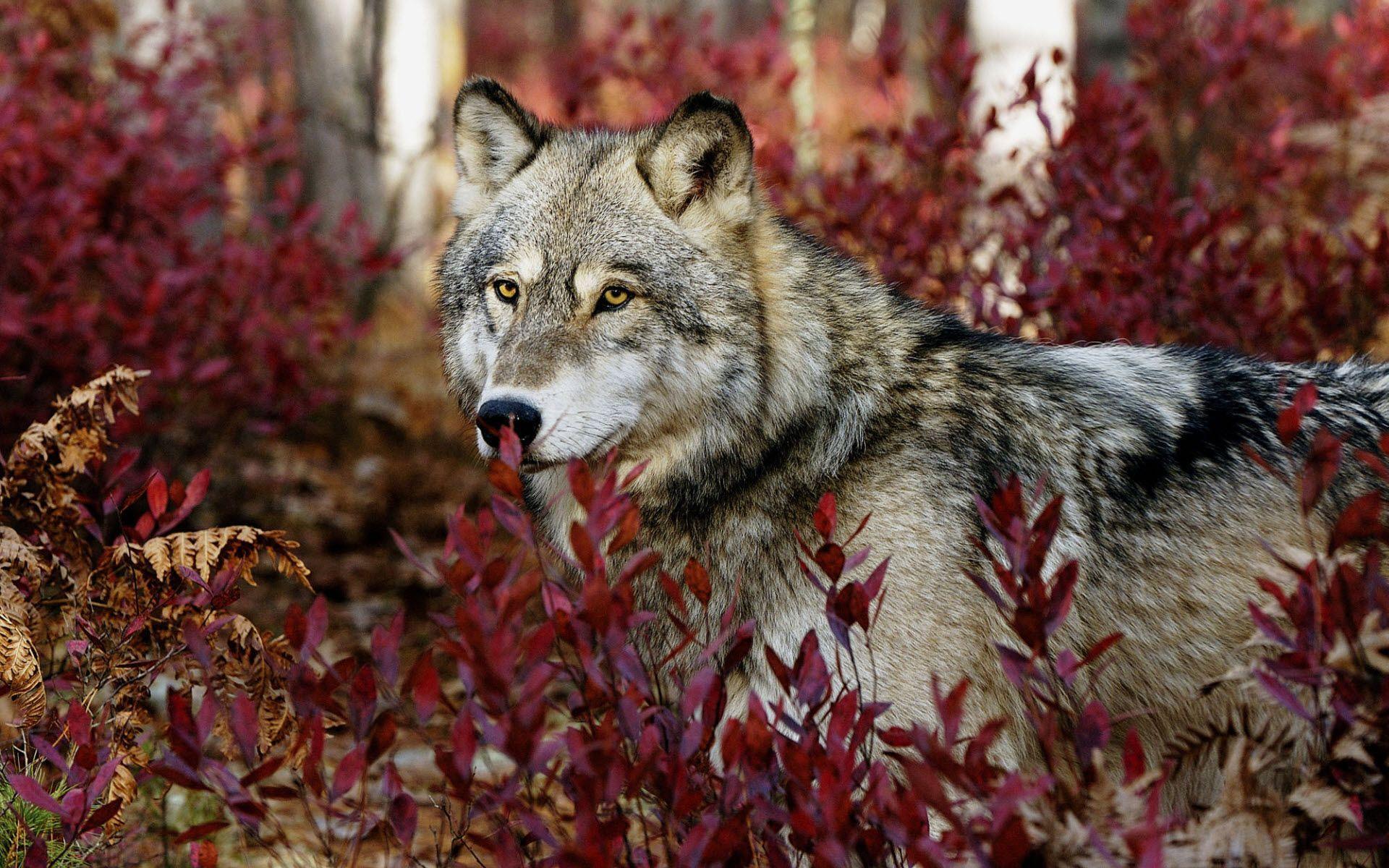 Wolf HD Wallpapers