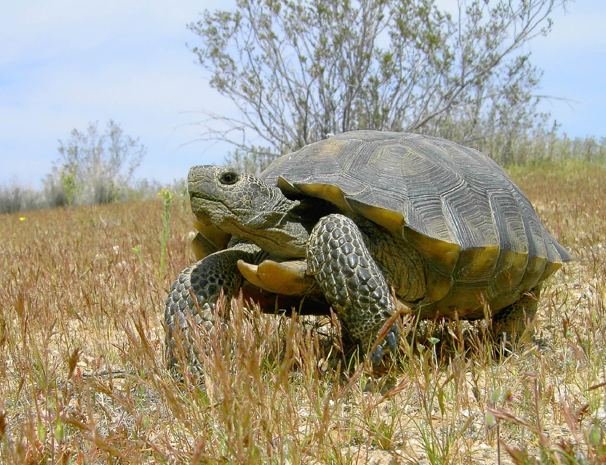 Desert Tortoise Wallpapers