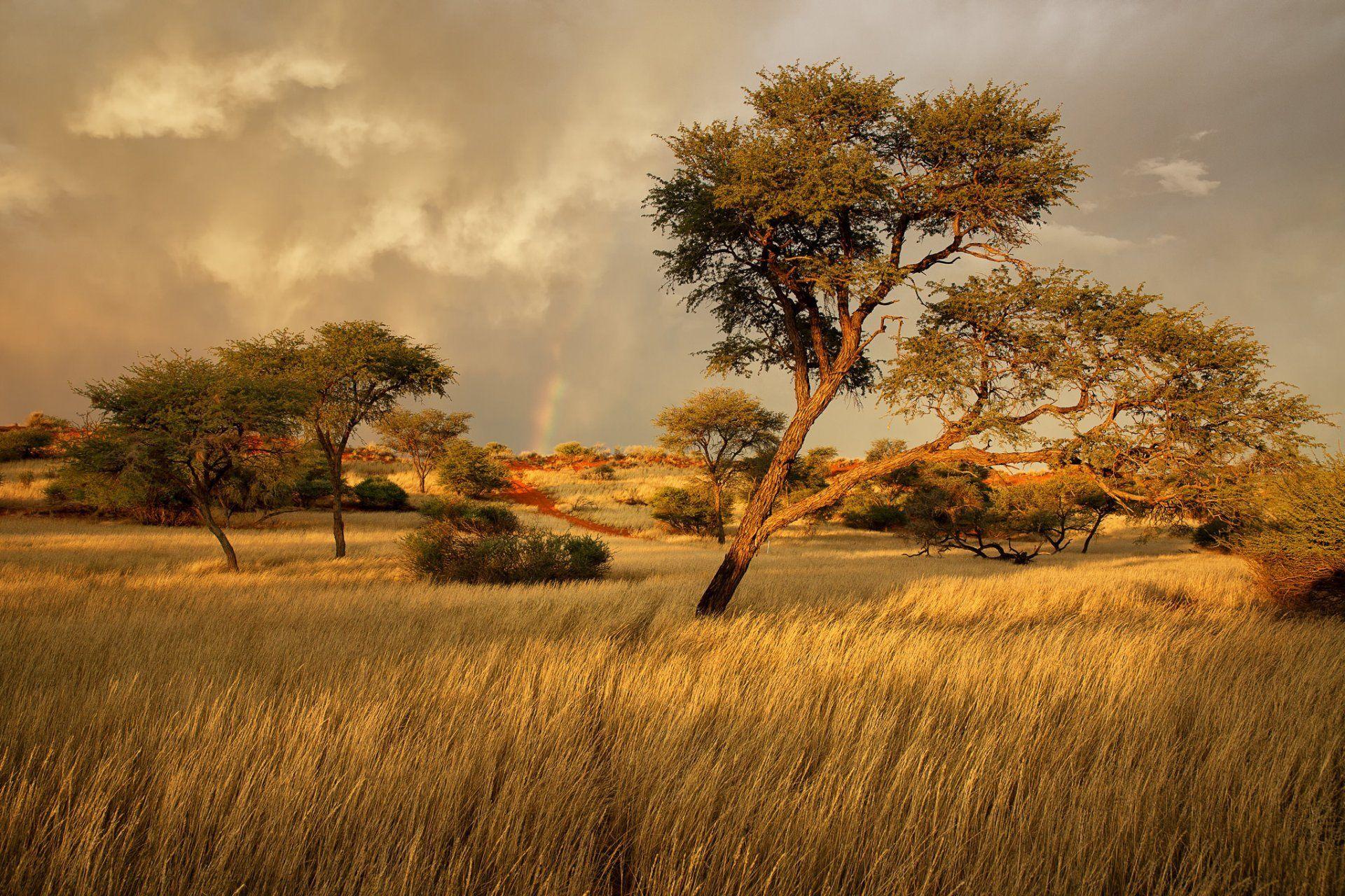 namibia africa savannah grass tree HD wallpapers