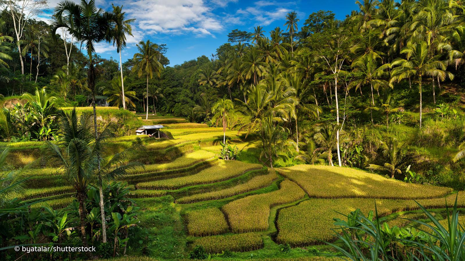 Tegallalang Rice Terraces in Bali