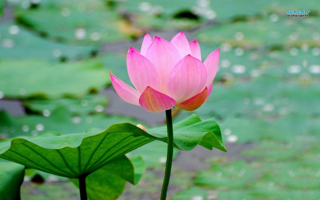 Wallpapers For > Lotus Flower Wallpapers Free Download