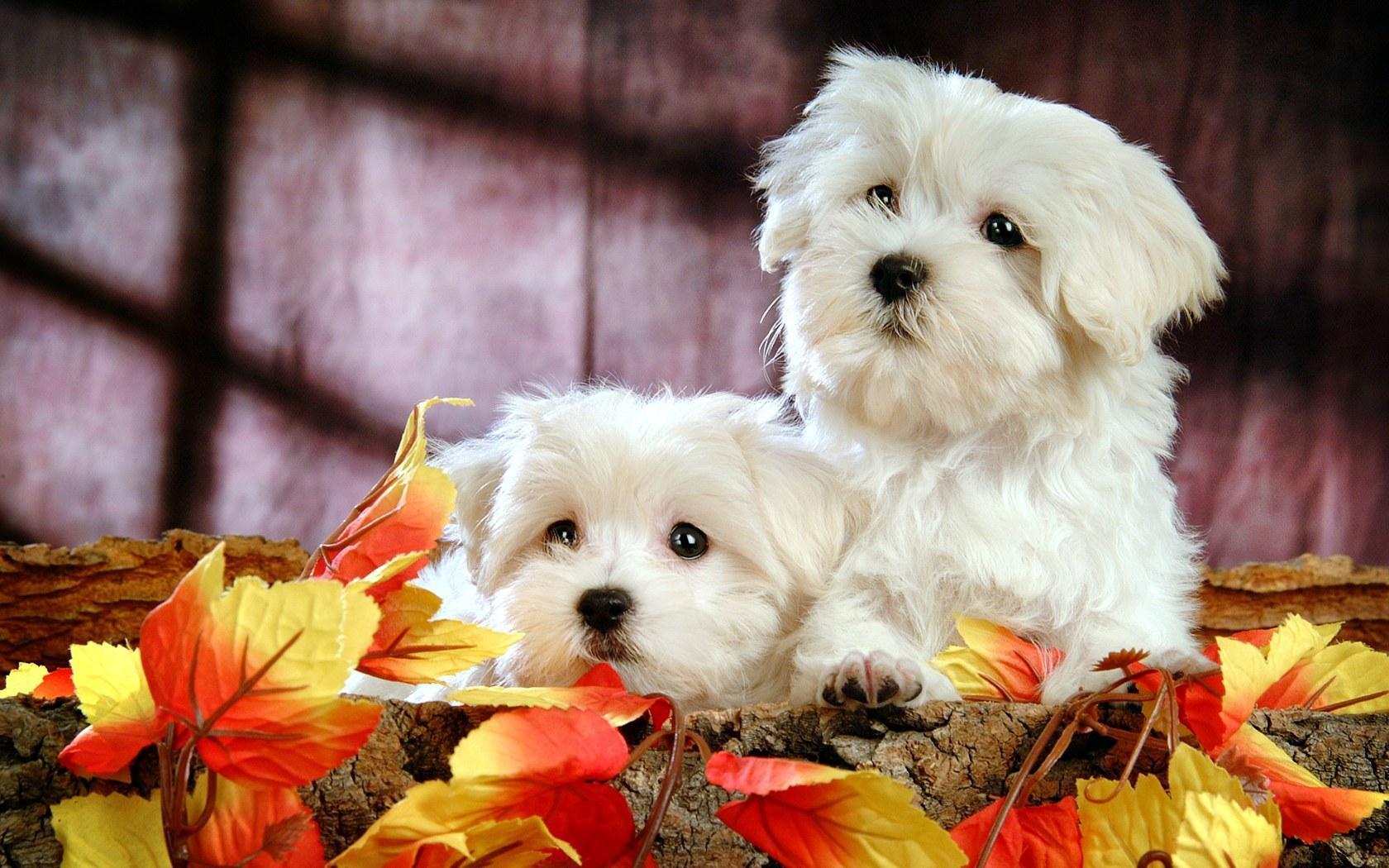 HD wallpapers Cute White Puppy HD Wallpapers White Puppies Wallpapers