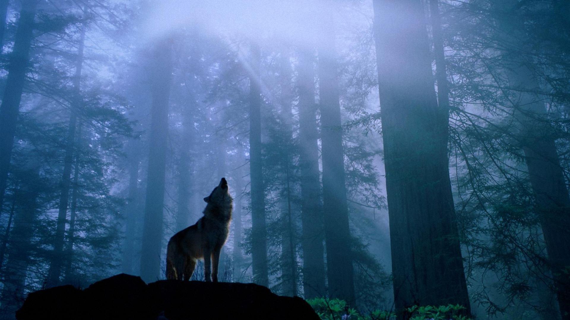 Wolf Wallpapers Image Desktop