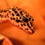 download leopard gecko wallpapers 2 by desversen