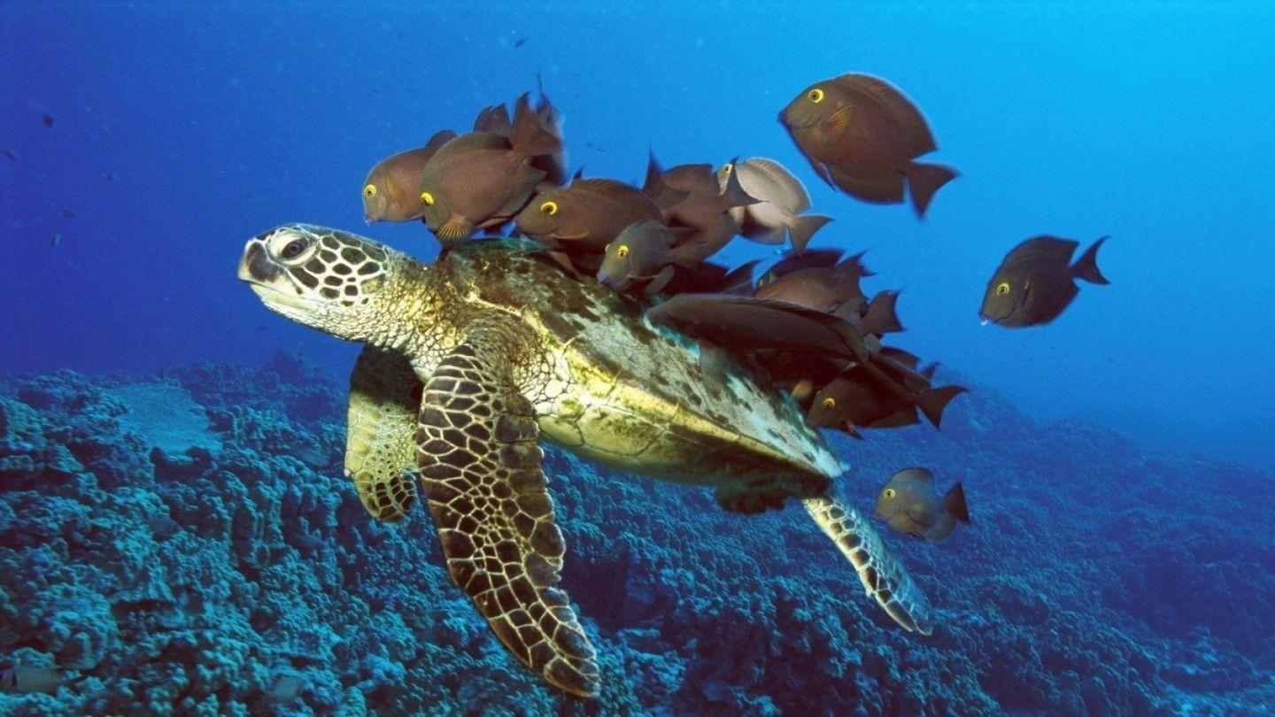 Sea Turtle wallpapers