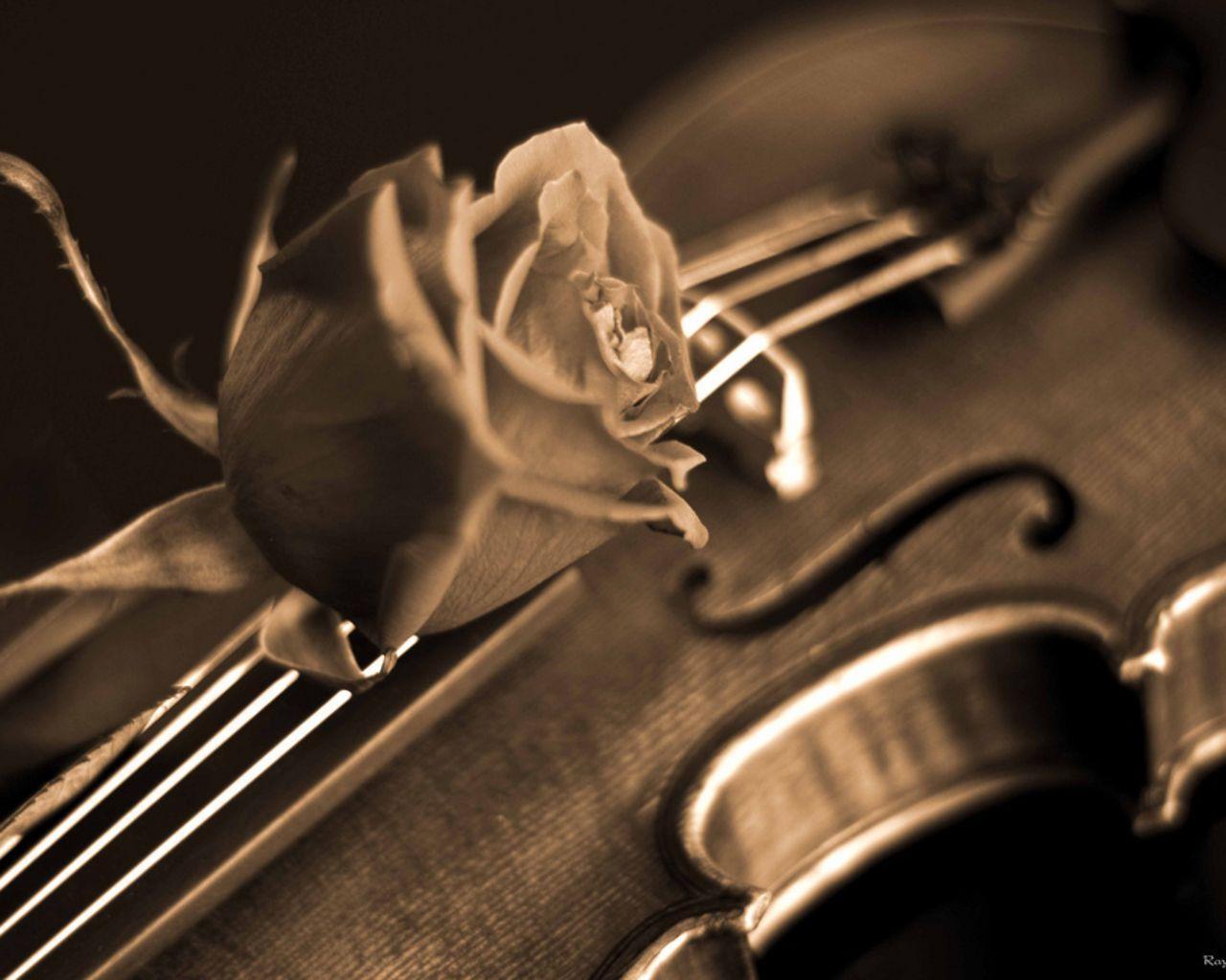 Rose and Violin Wallpapers