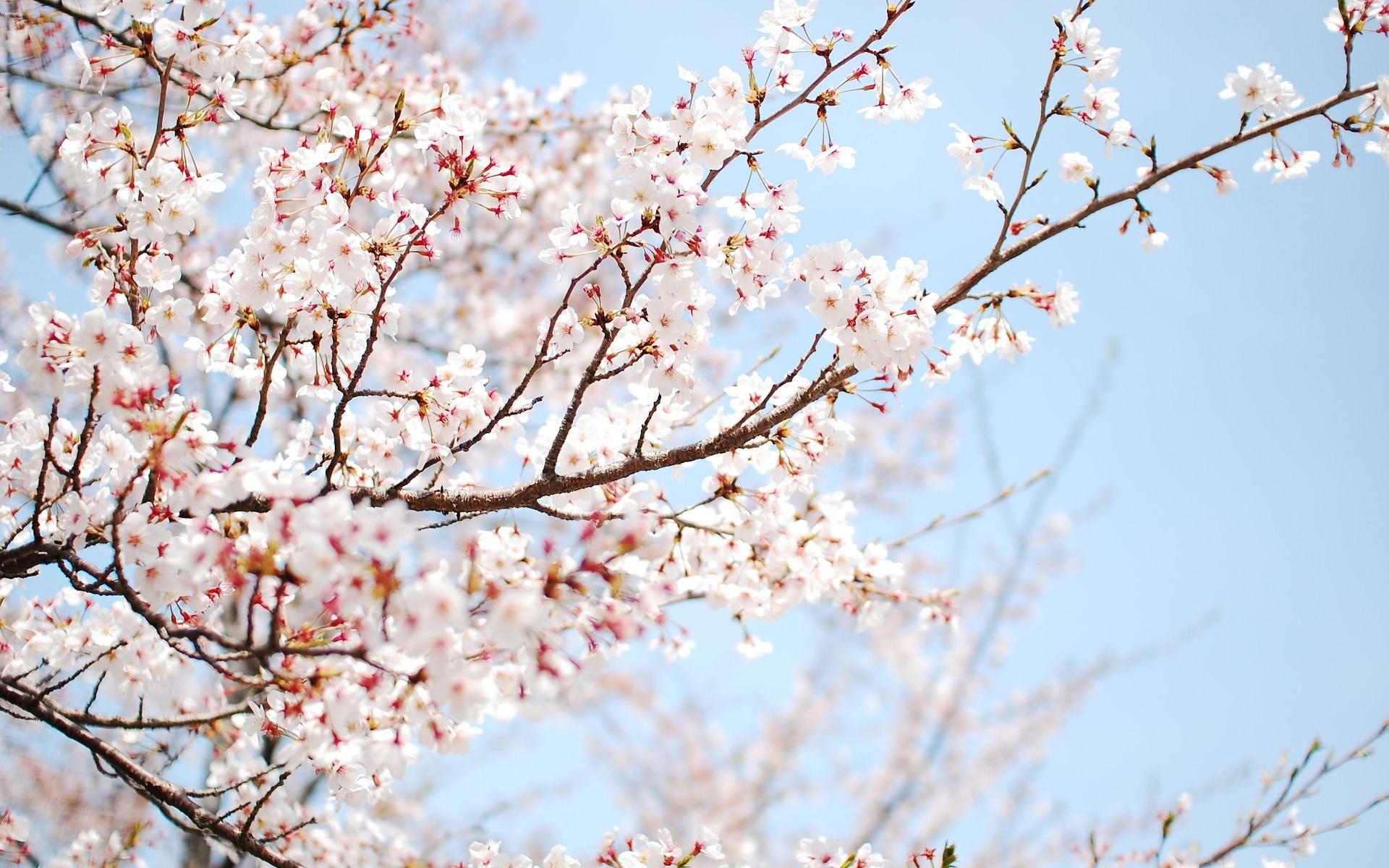 Cherry Blossom Tree Wallpapers HD