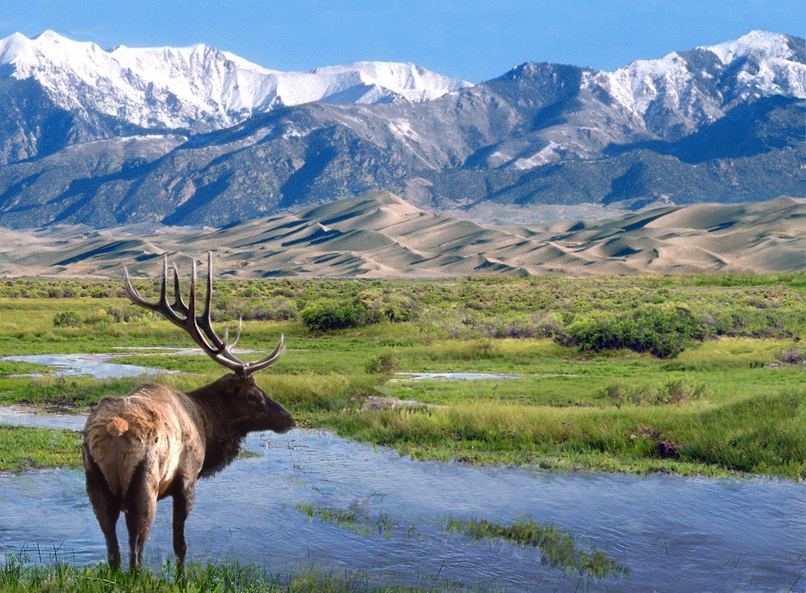 File:Elk at Big Spring Creek, Great Sand Dunes National Park