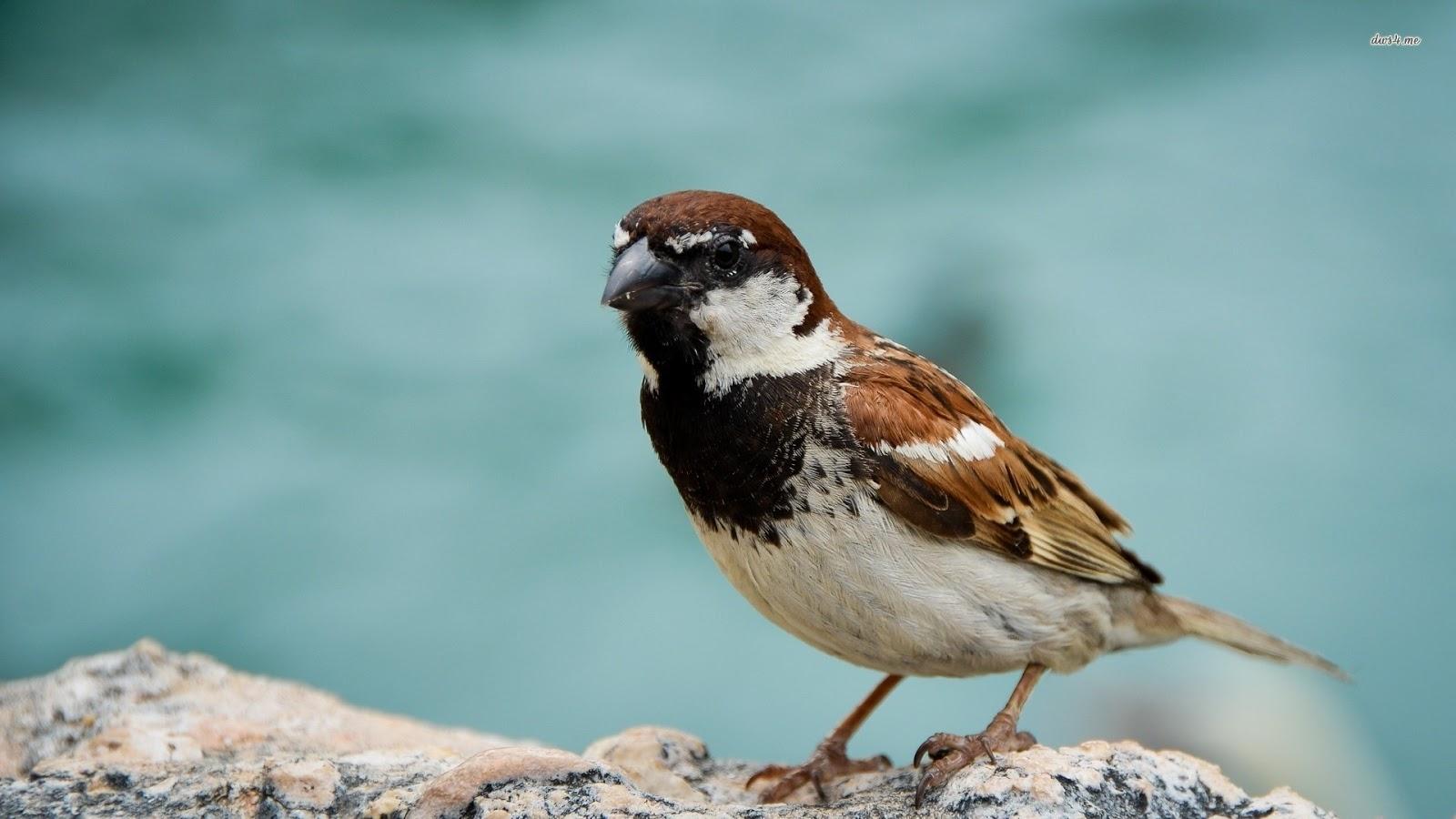 Sparrow