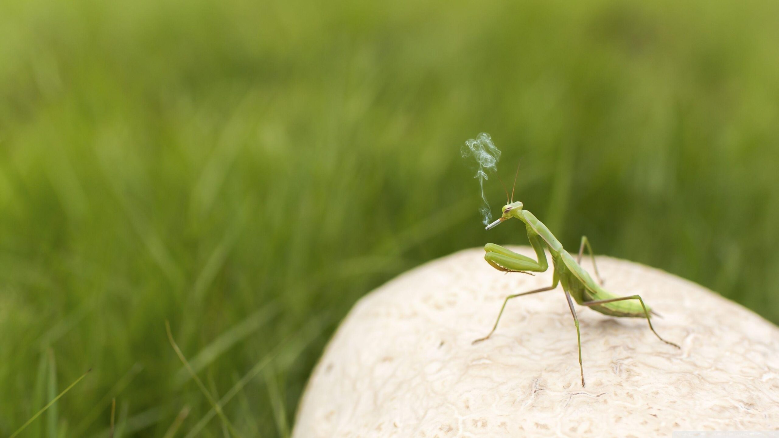 Mantis Smoking ❤ 4K HD Desktop Wallpapers for • Dual Monitor