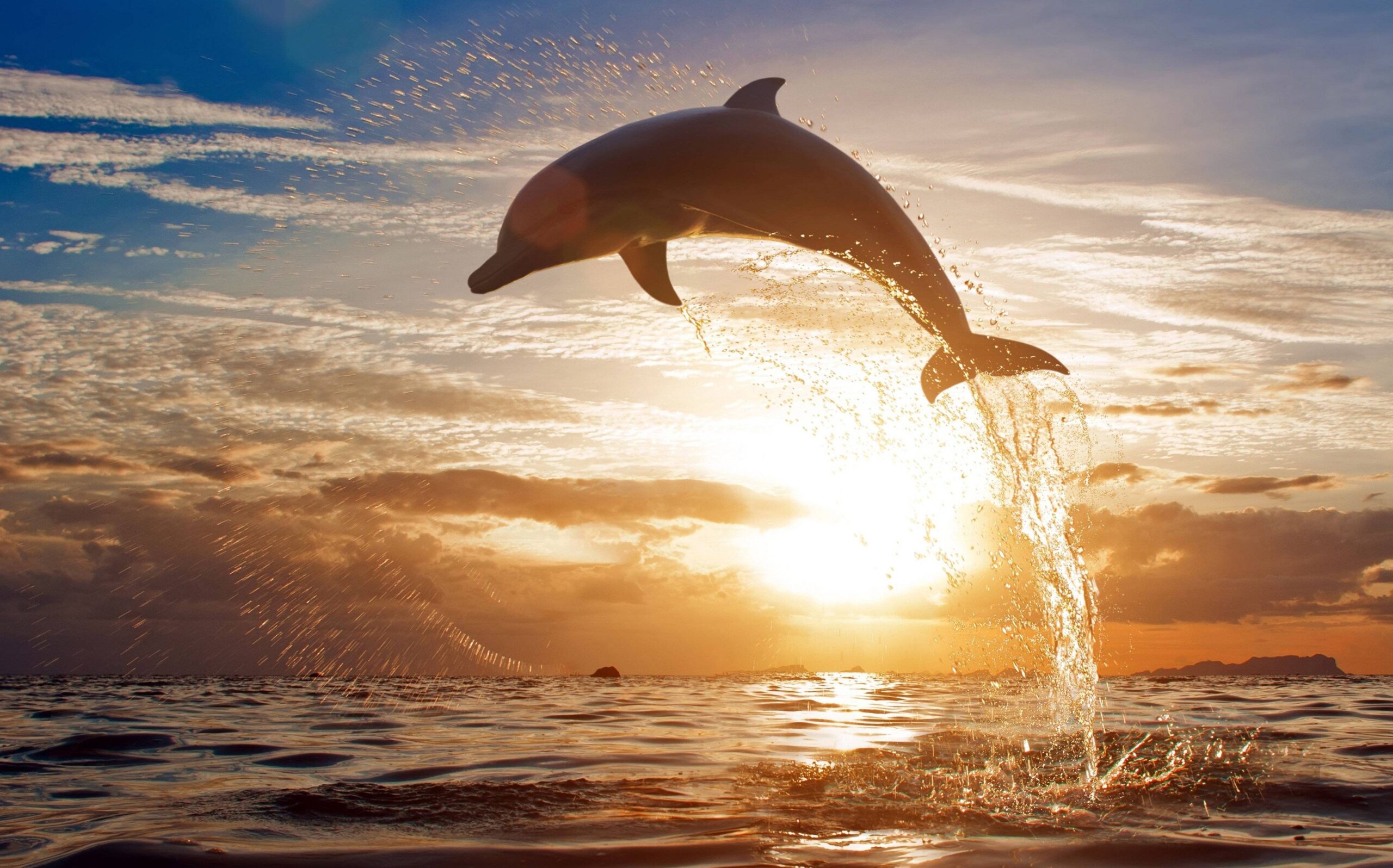 175 Dolphin Wallpapers