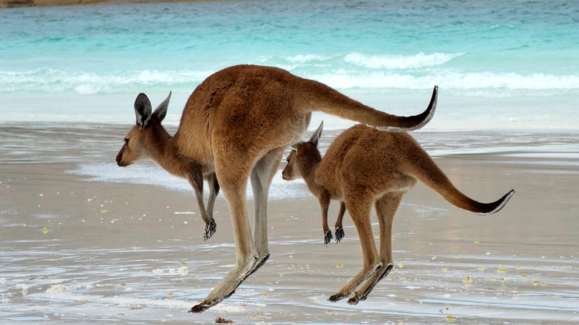 Kangaroo Wallpapers