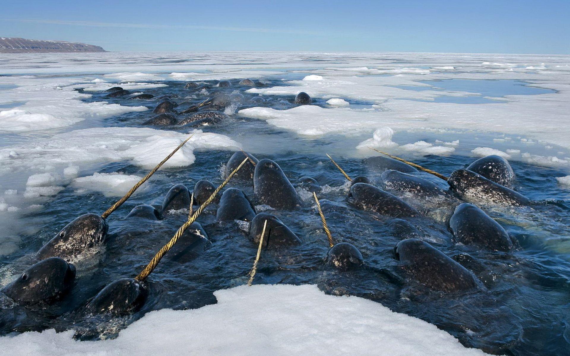 Narwhals HD Wallpapers