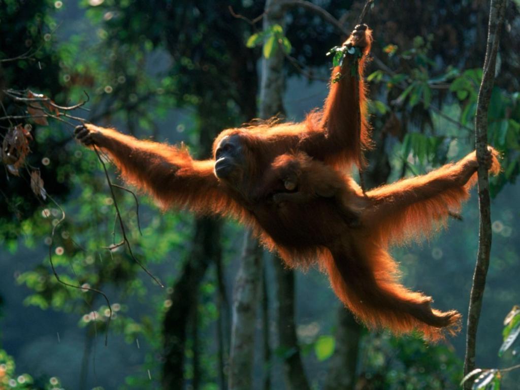 Orangutan Wallpapers 5