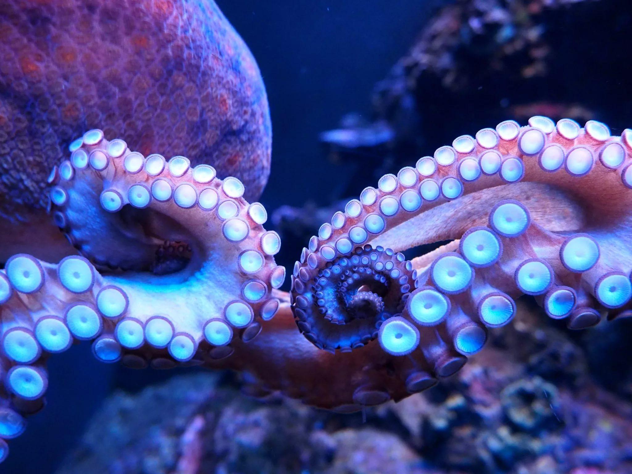 Octopus HD Wallpapers free