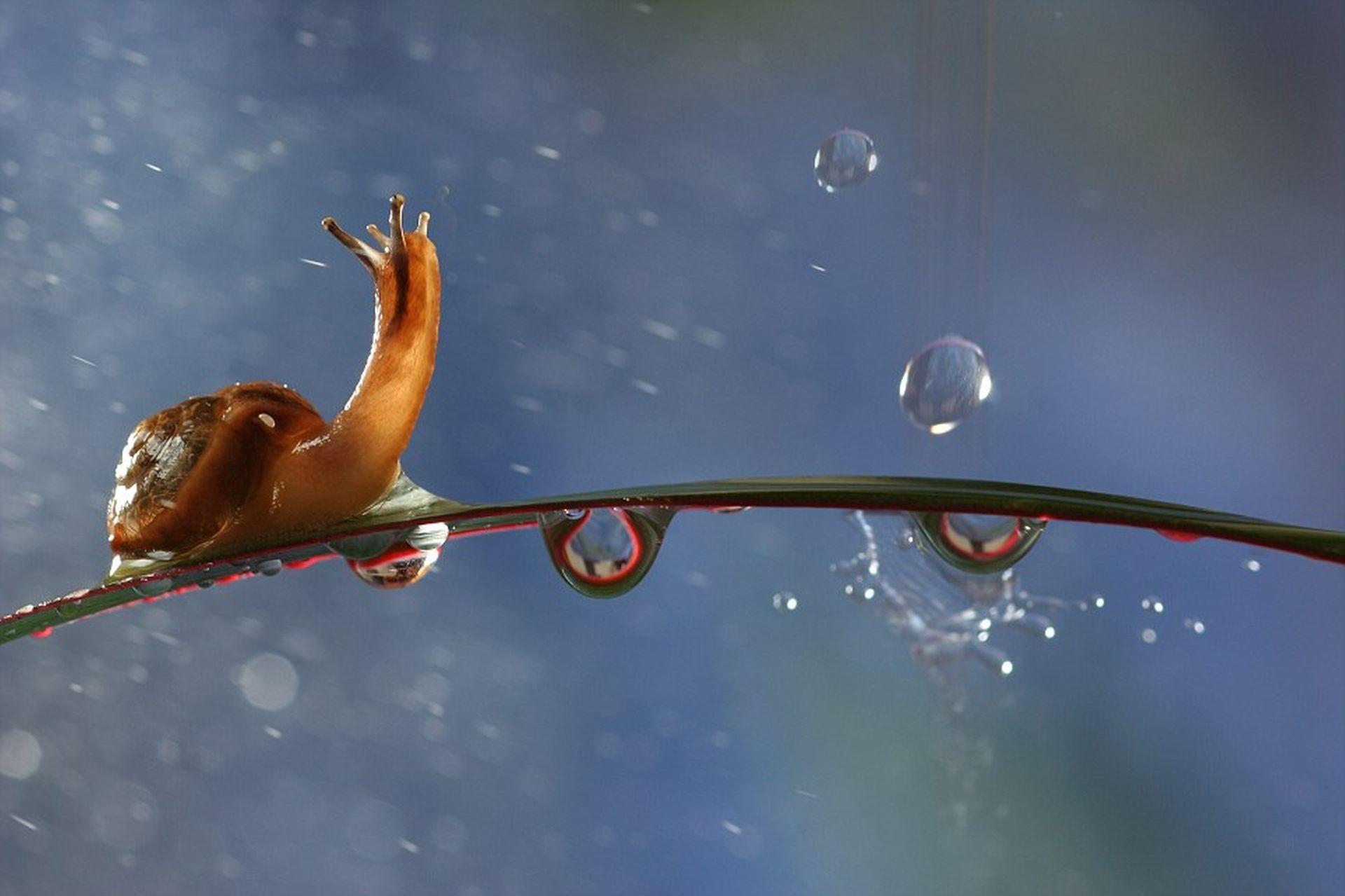 animals, snails, water drops, molluscs :: Wallpapers