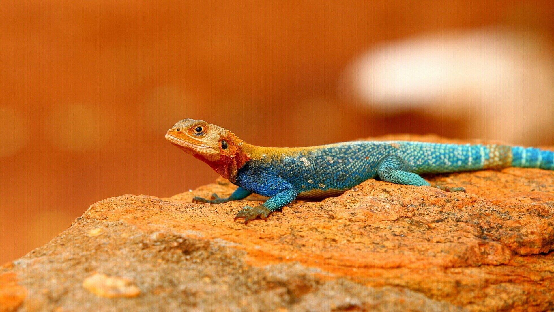 10 Agama HD Wallpapers