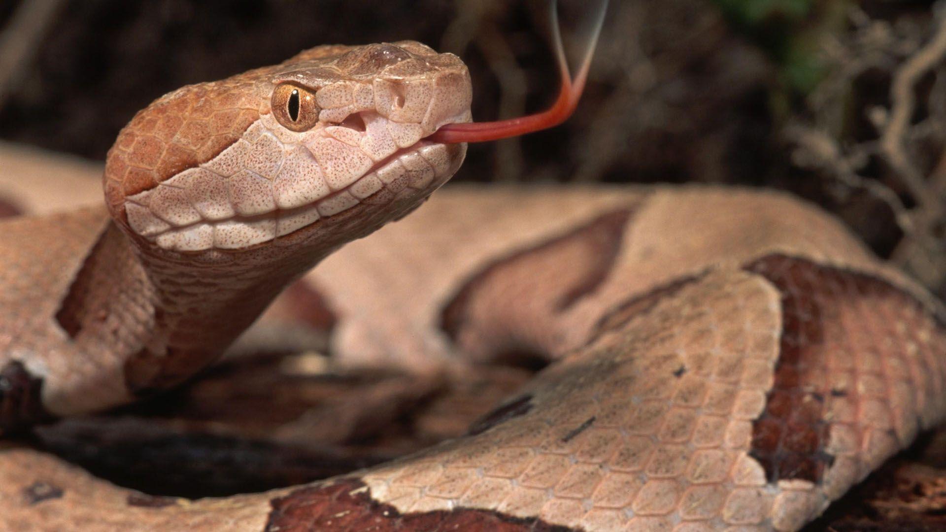 Boa Constrictor, High Quality Background, Jitendra Avery