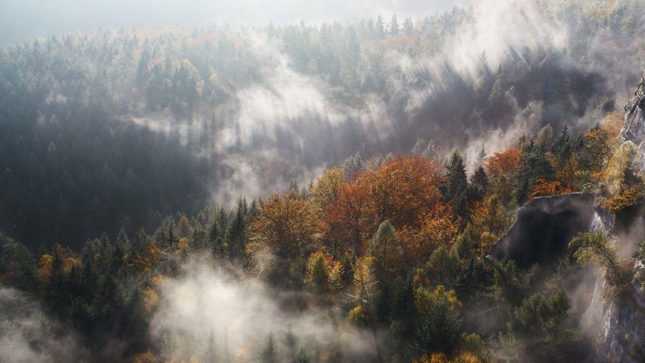 Wallpapers Forest, Fog, Trees, Woods, 4K, Nature,