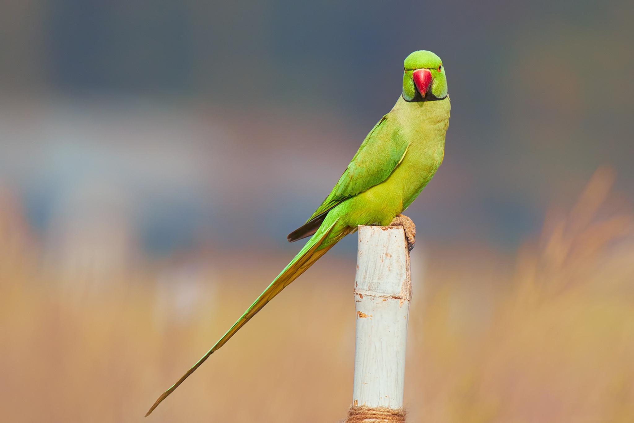 Parrot Wallpapers HD