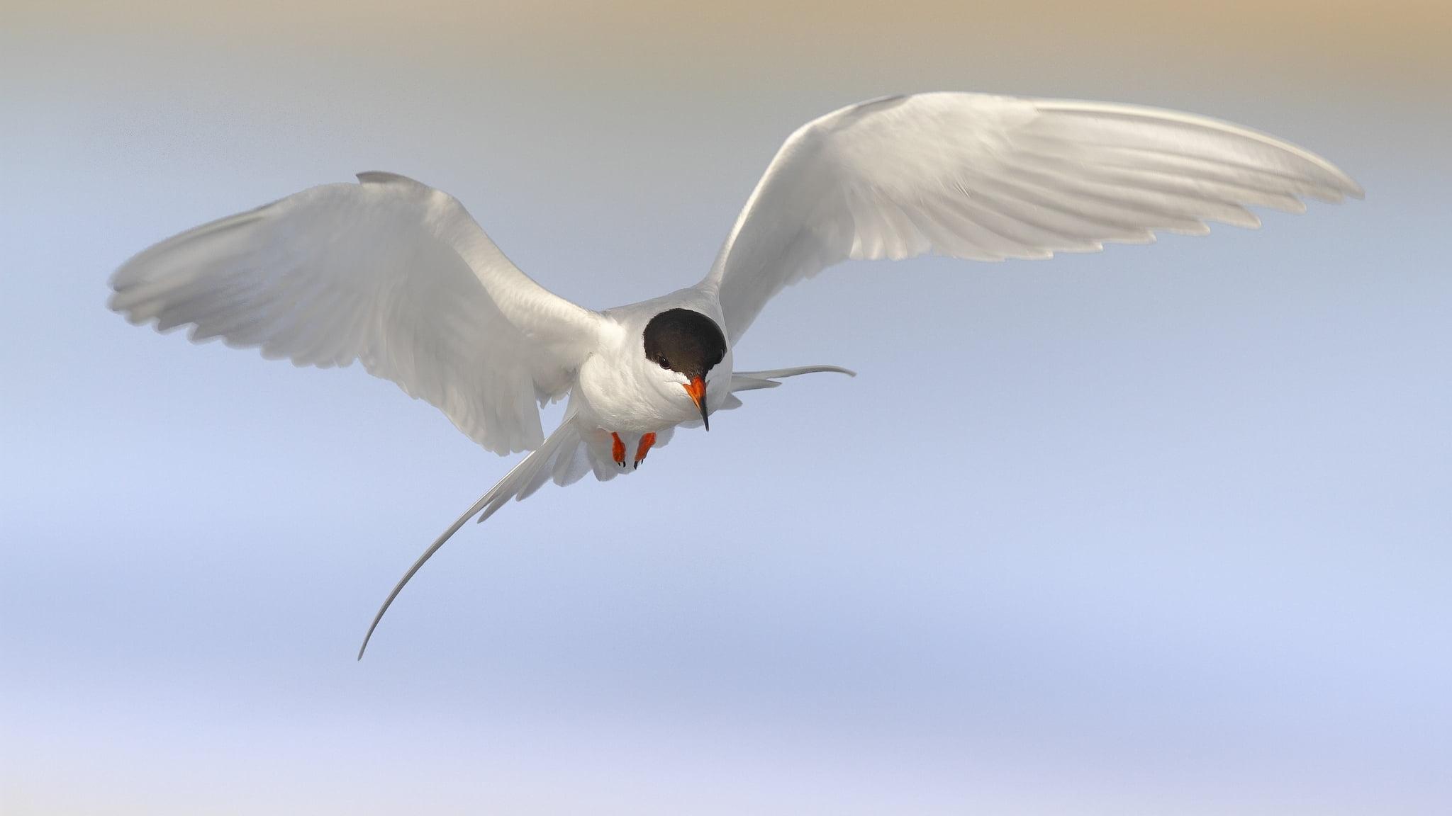 Brown birds, tern HD wallpapers