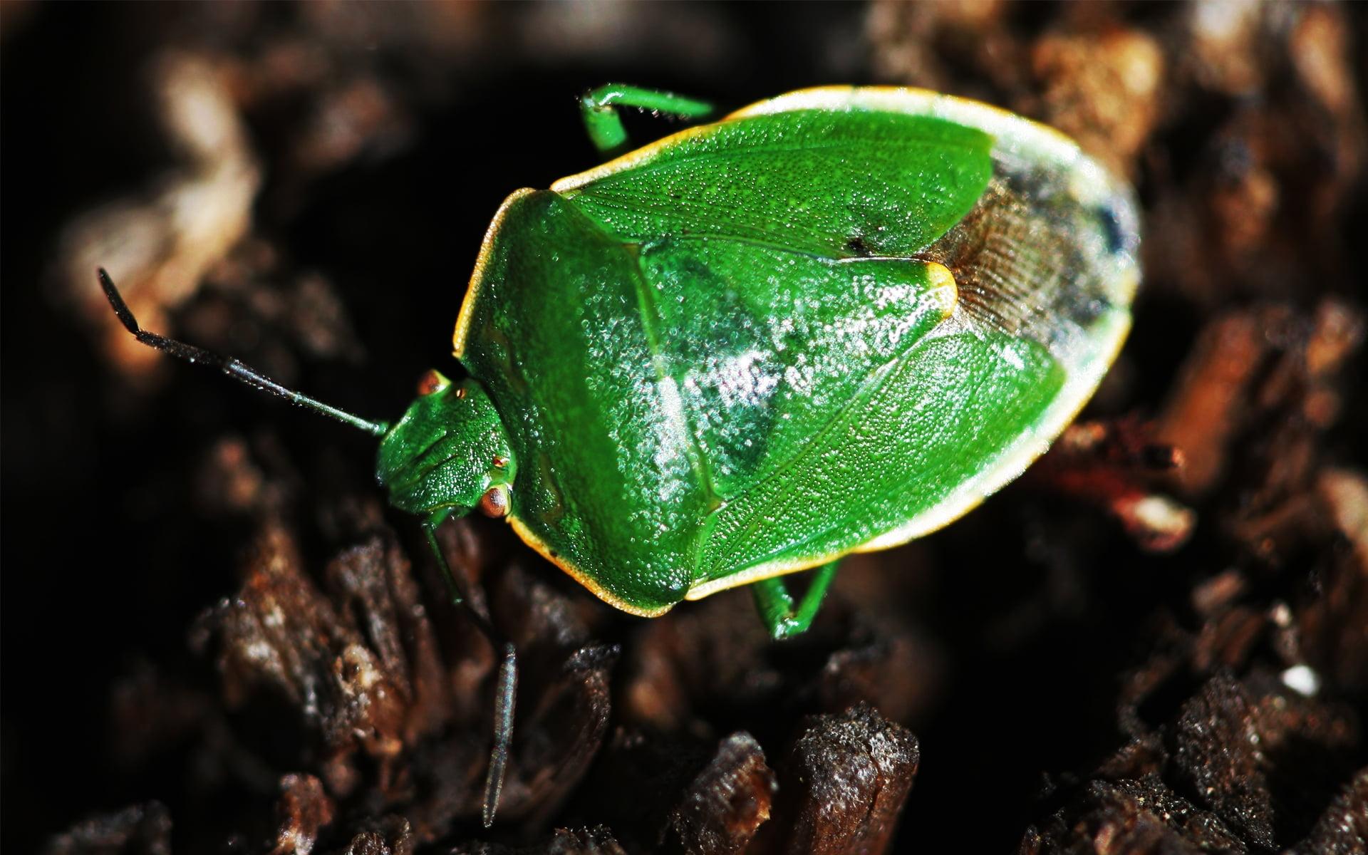 Macro photography of green stink bug HD wallpapers