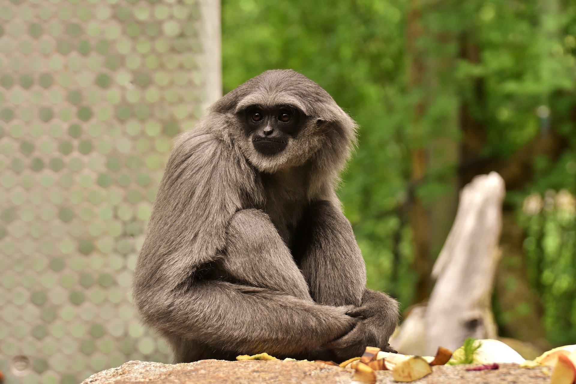 1 Gibbon HD Wallpapers