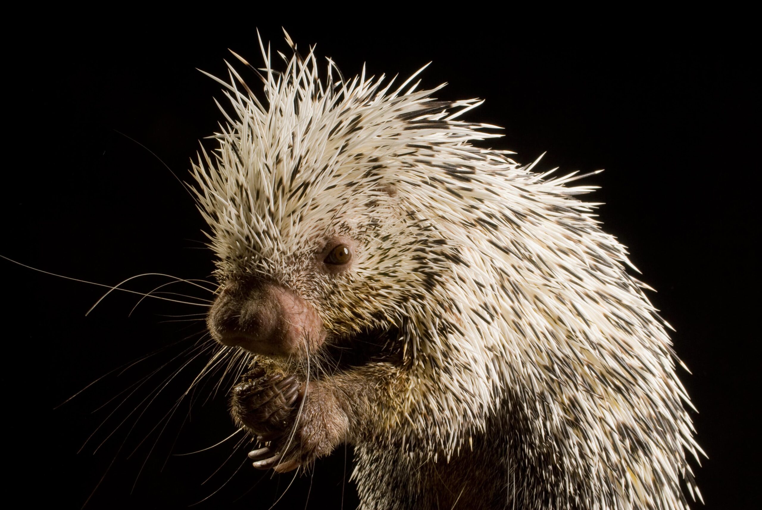 Porcupine HD Desktop Wallpapers