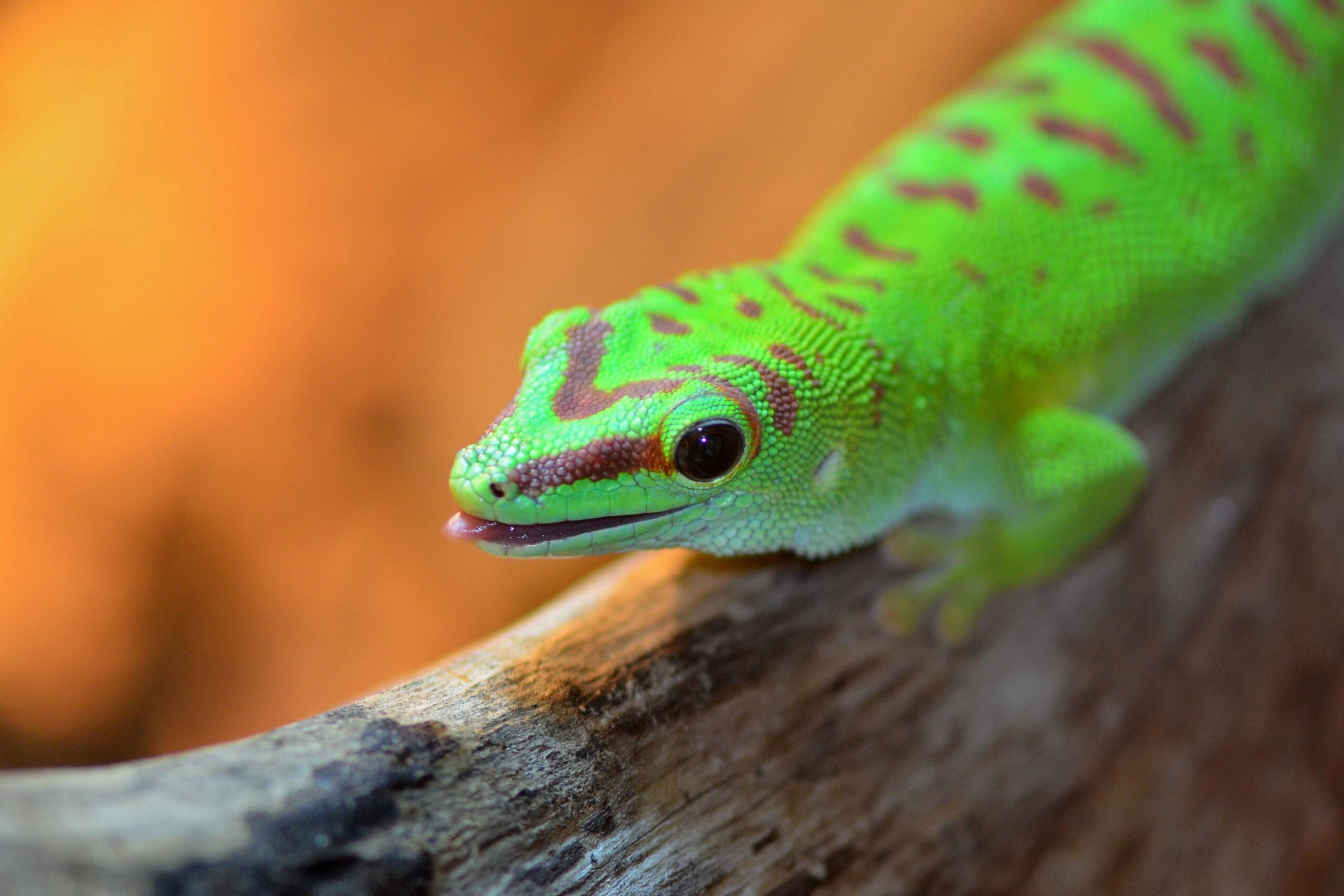 Green reptile on gray log closeup photo, gecko HD wallpapers