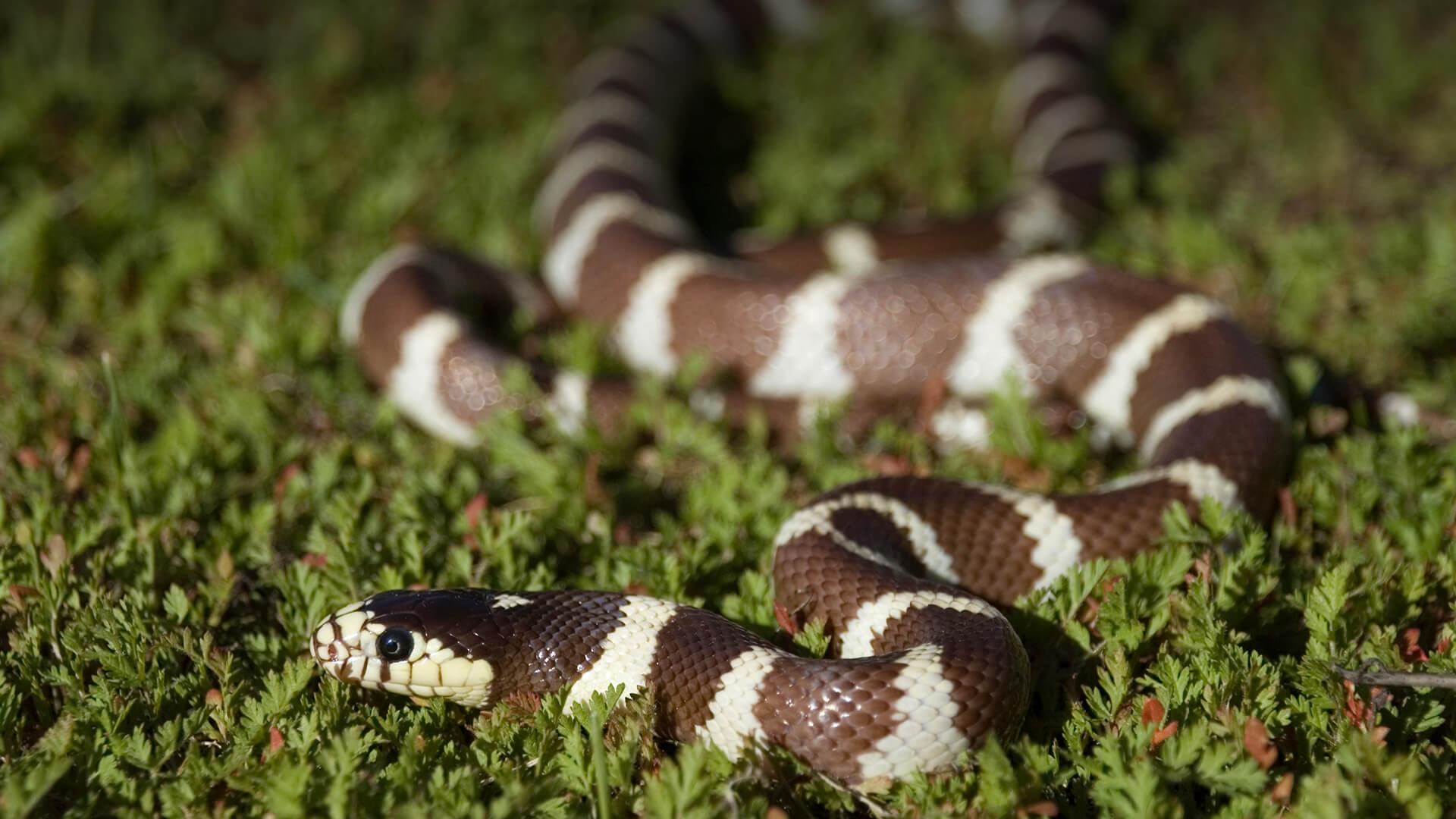 Kingsnake