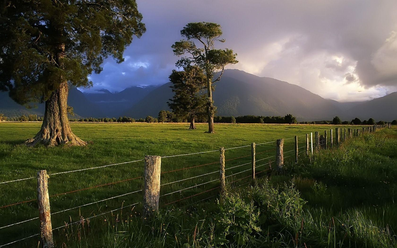 Storm Lit Over Kahikatea Trees and Fence in New Zealand, iPhone