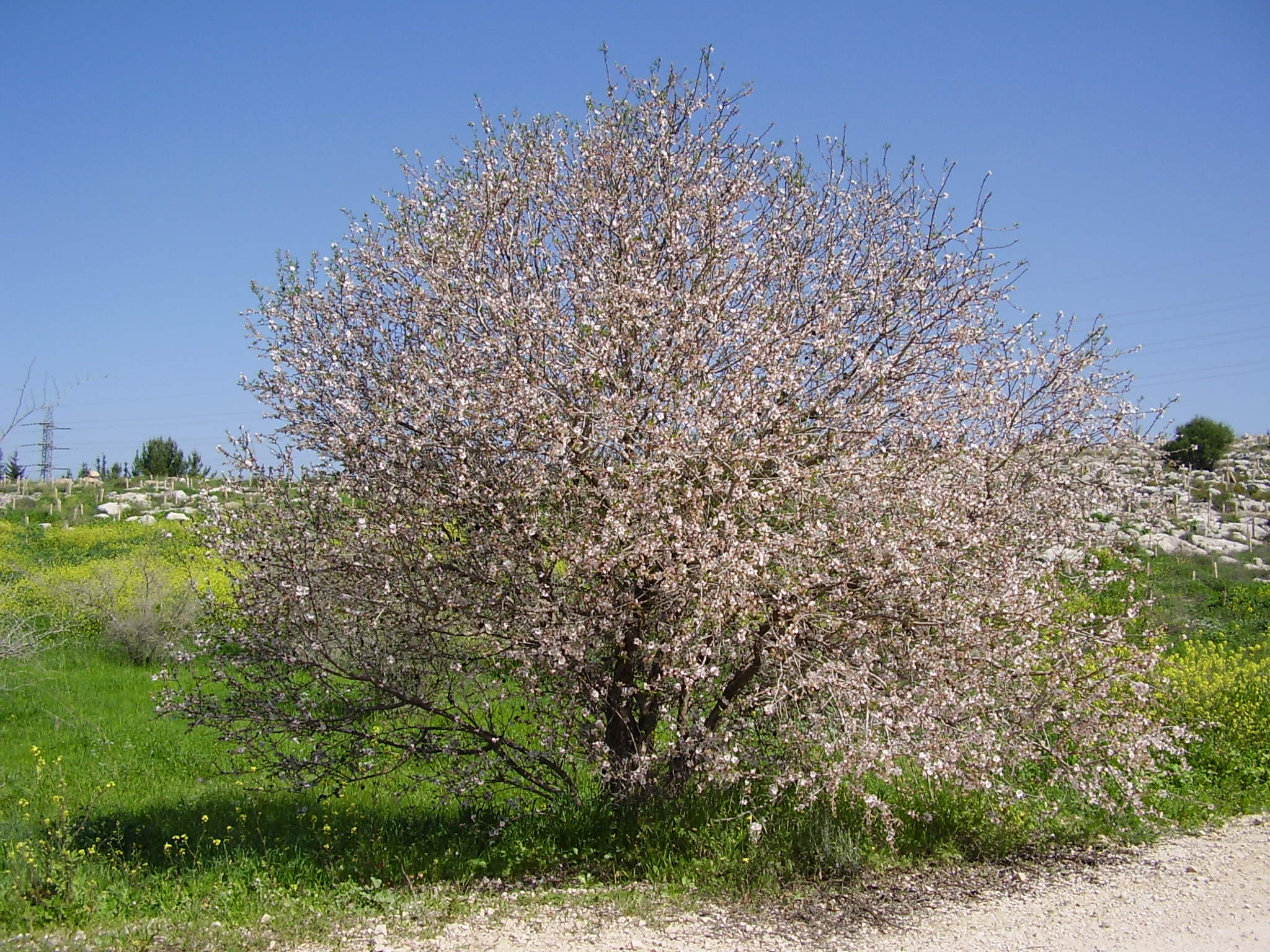 The Tu’Bishvat Time Machine