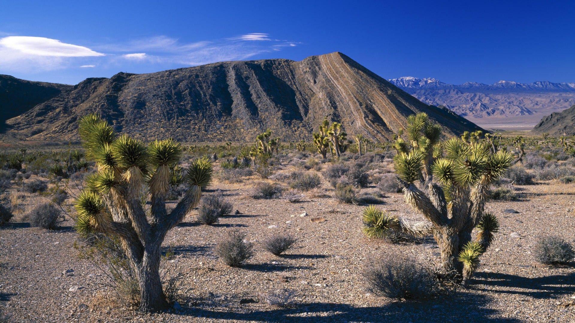 Joshua Tree National Park Wallpapers