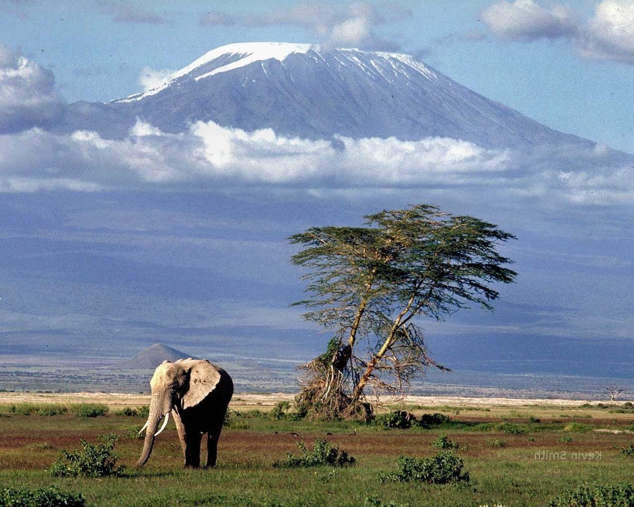 africa mount kilimanjaro elephant animals nature landscape