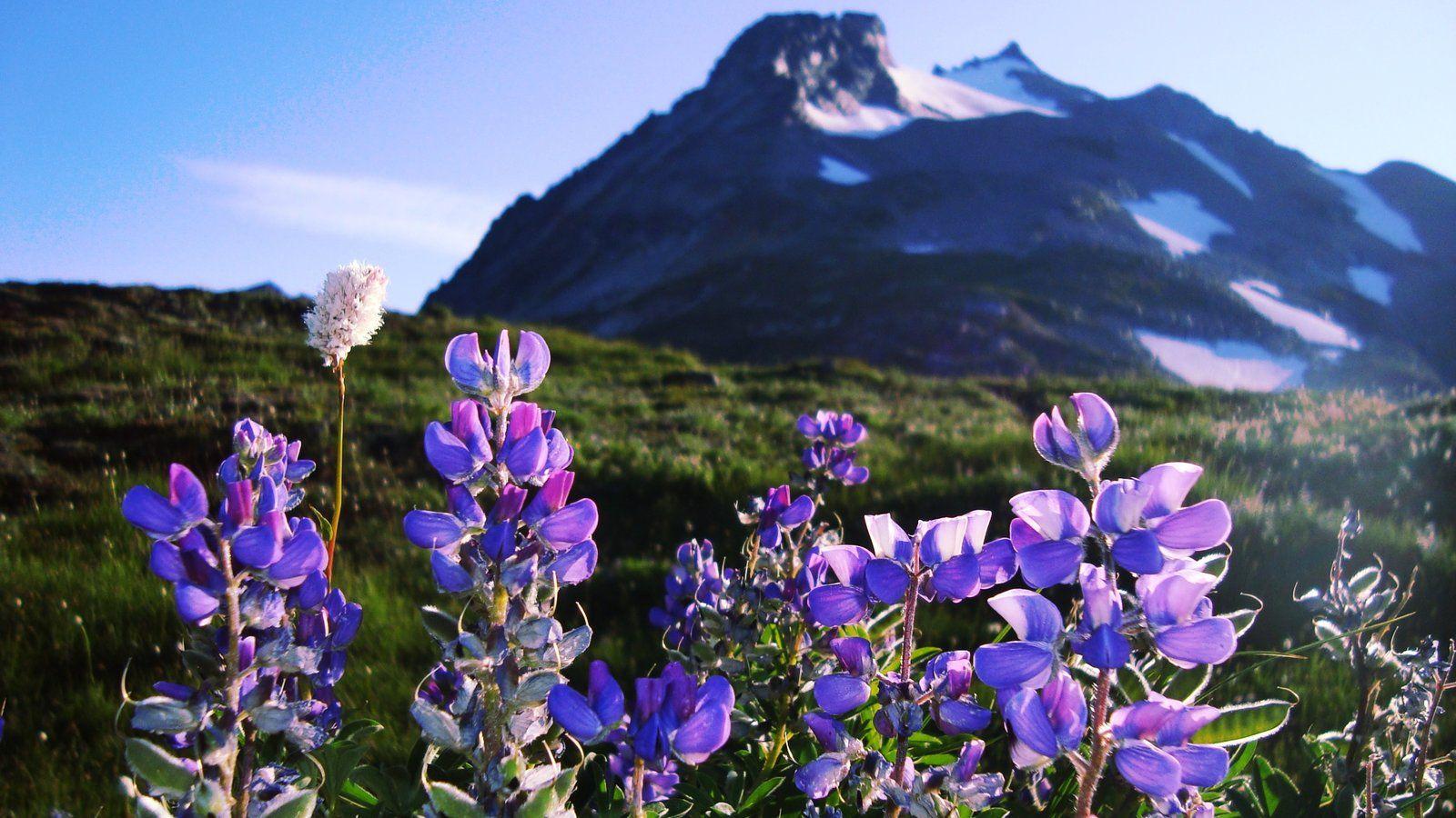 Mountain Pictures: View Image of North Cascades National Park