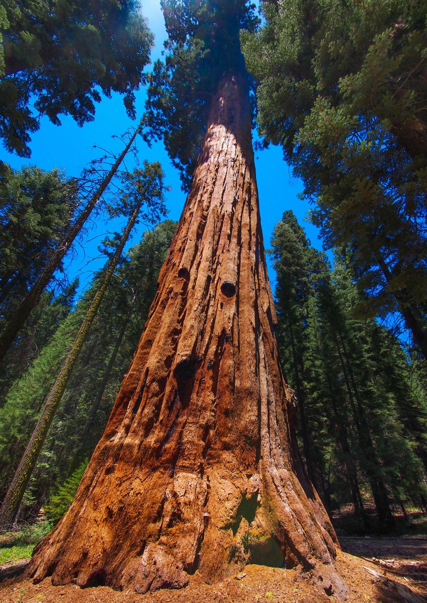 Sequoia National Park Wallpapers High Quality