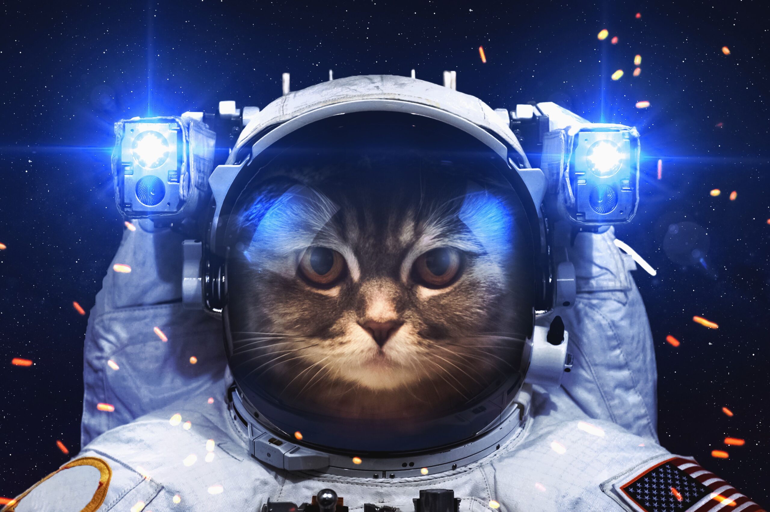 Astronaut Cat, HD Others, 4k Wallpapers, Image, Backgrounds, Photos