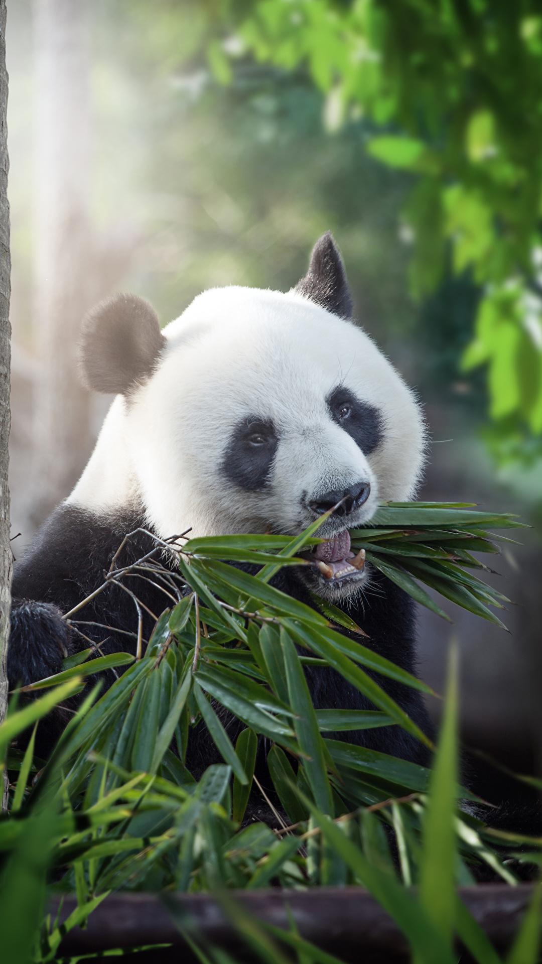 Giant Panda HD Wallpapers for Android