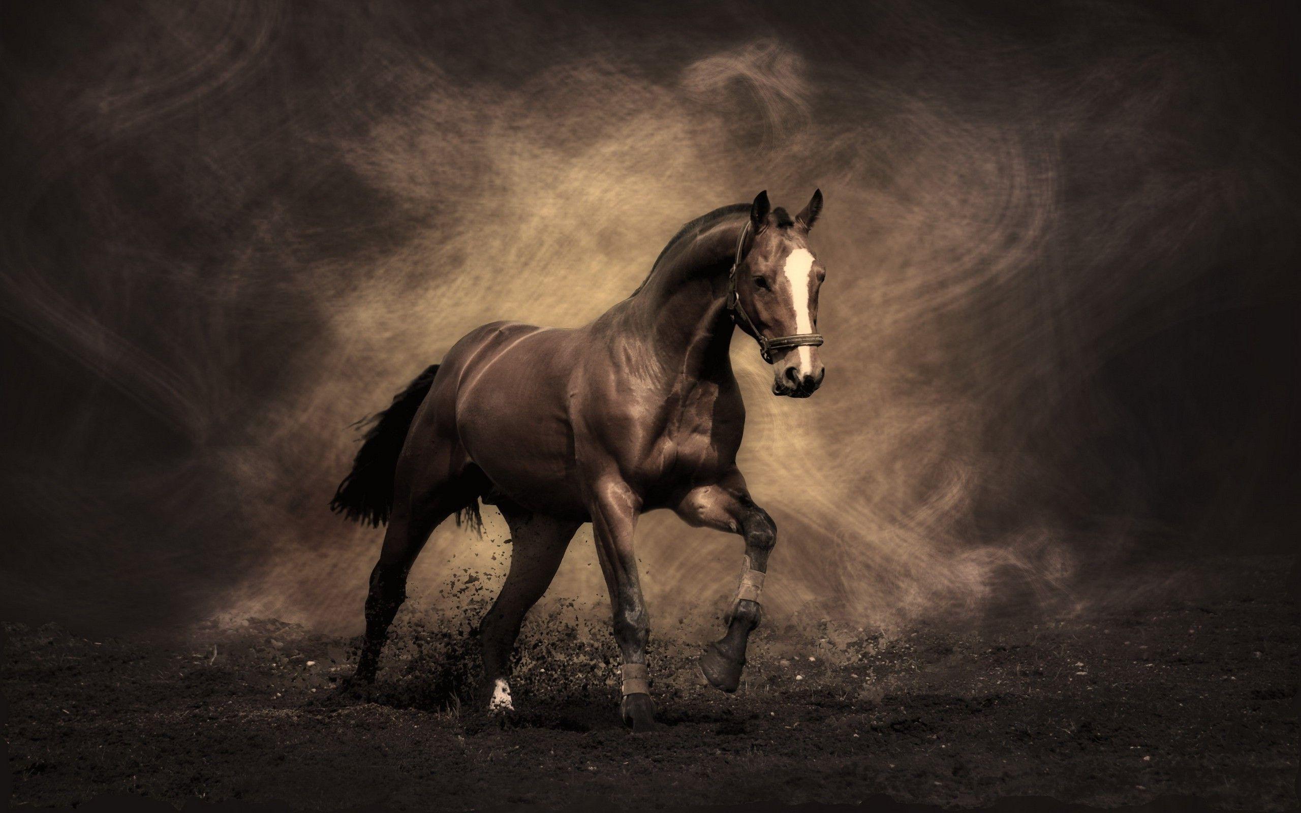 Horse Wallpapers