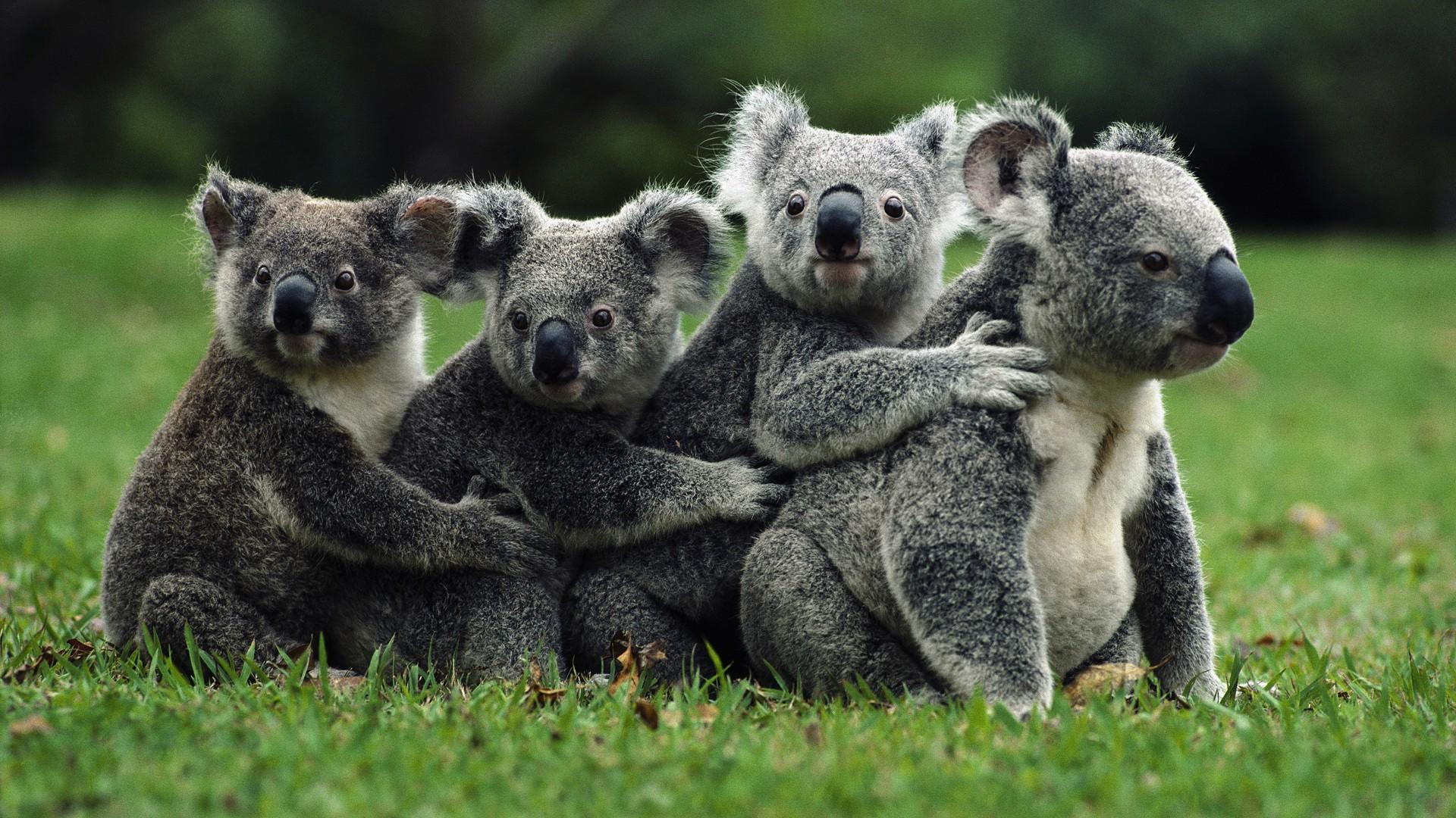 nature, Koalas, Animals Wallpapers HD / Desktop and Mobile