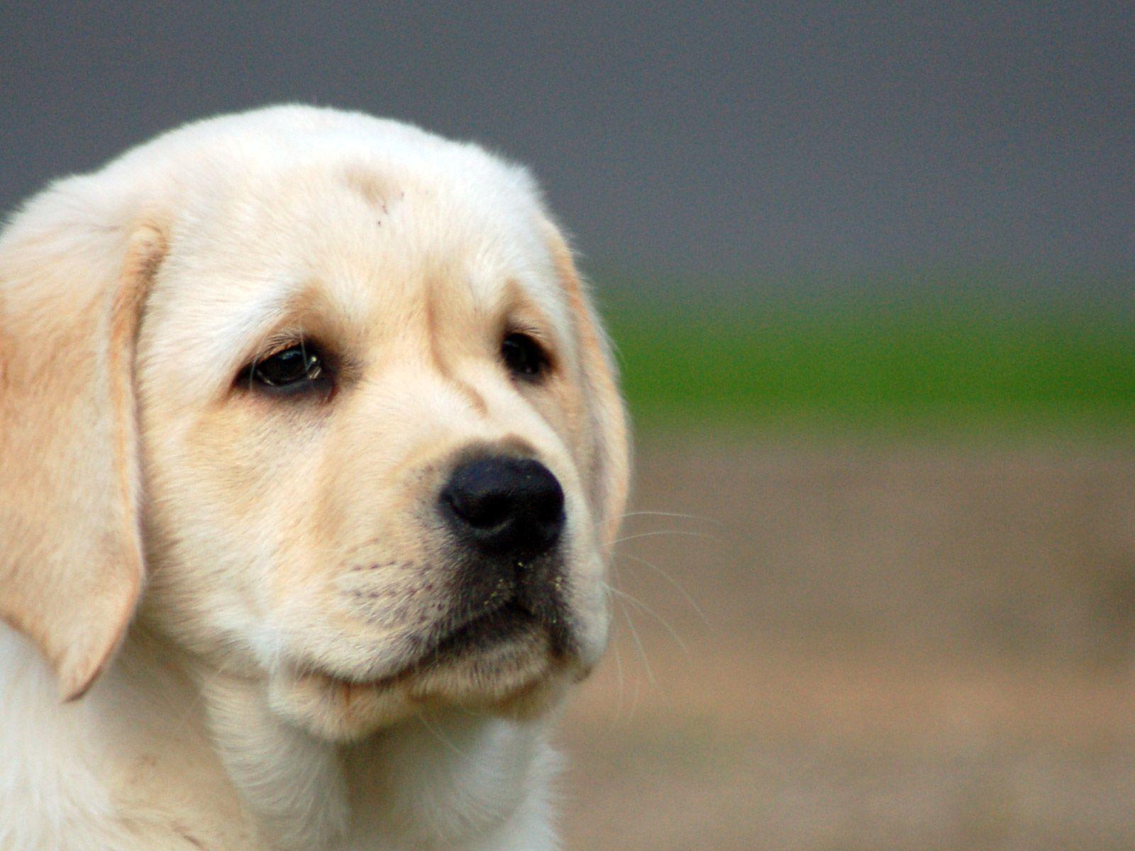 Labrador Puppies Wallpapers