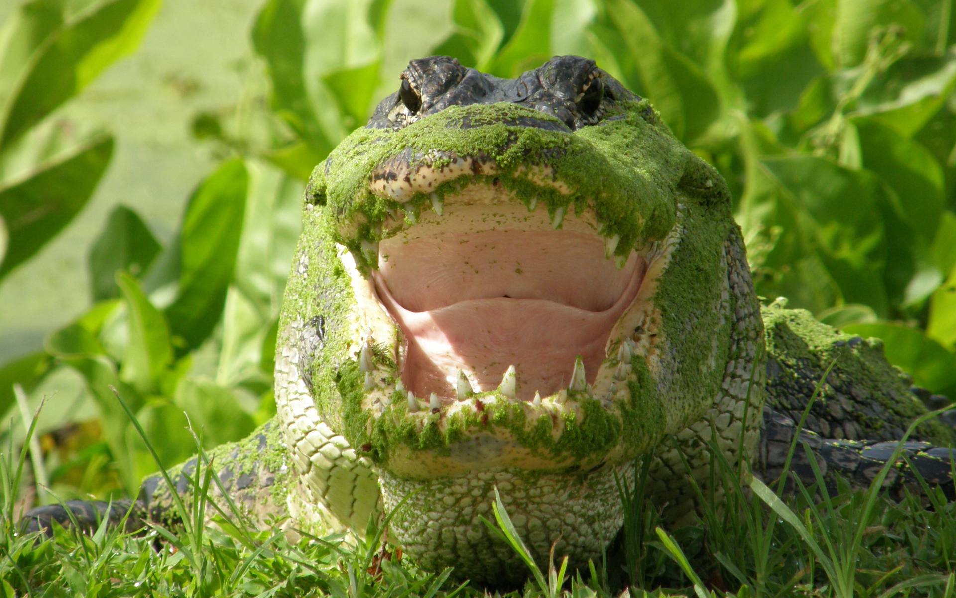 Moss Covered Alligator Picture