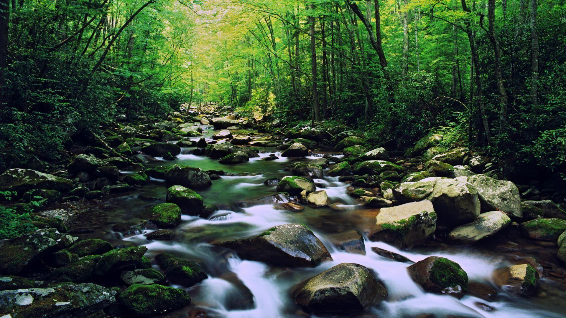 Rocky Forest Creek Great Smoky Mountains National Park