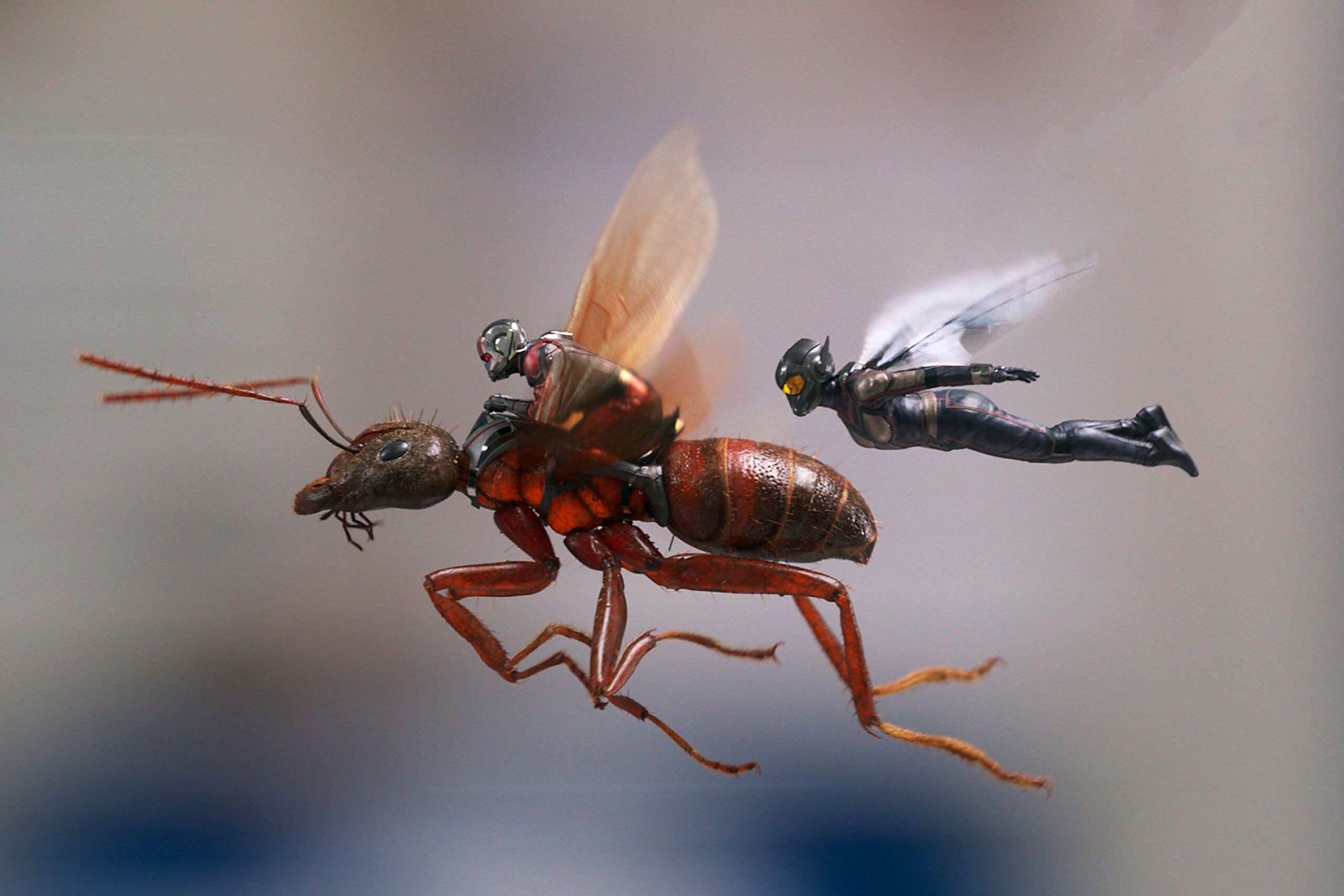 Ant Man And The Wasp, HD Movies, 4k Wallpapers, Image, Backgrounds