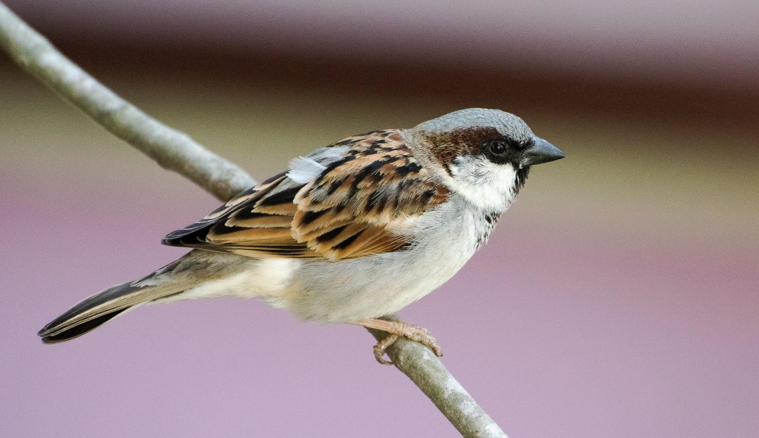 Free stock photo of house sparrow, nature