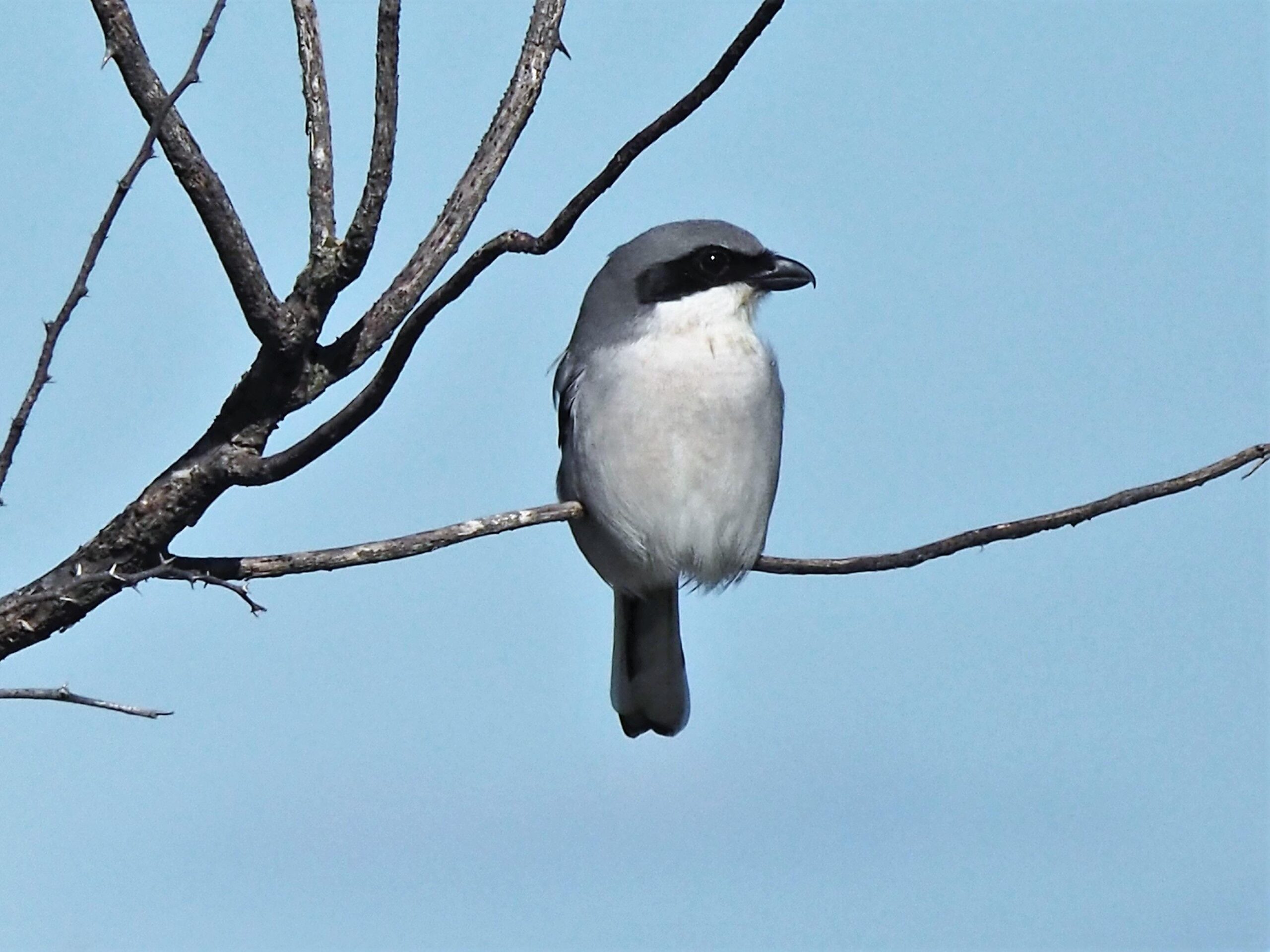 Free stock photo of Loggerhead shrike, nature