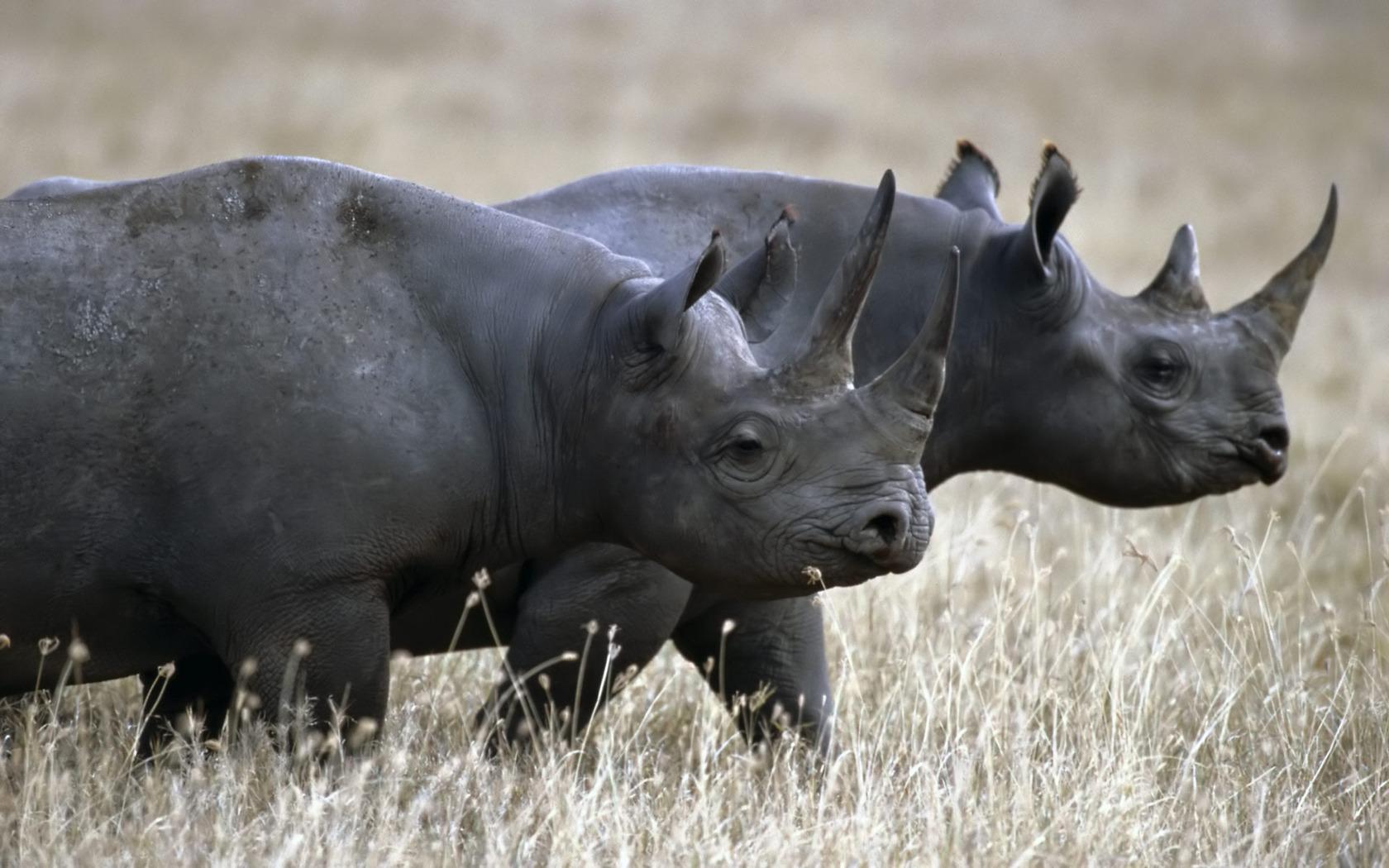 14 Fantastic HD Rhinoceros Wallpapers